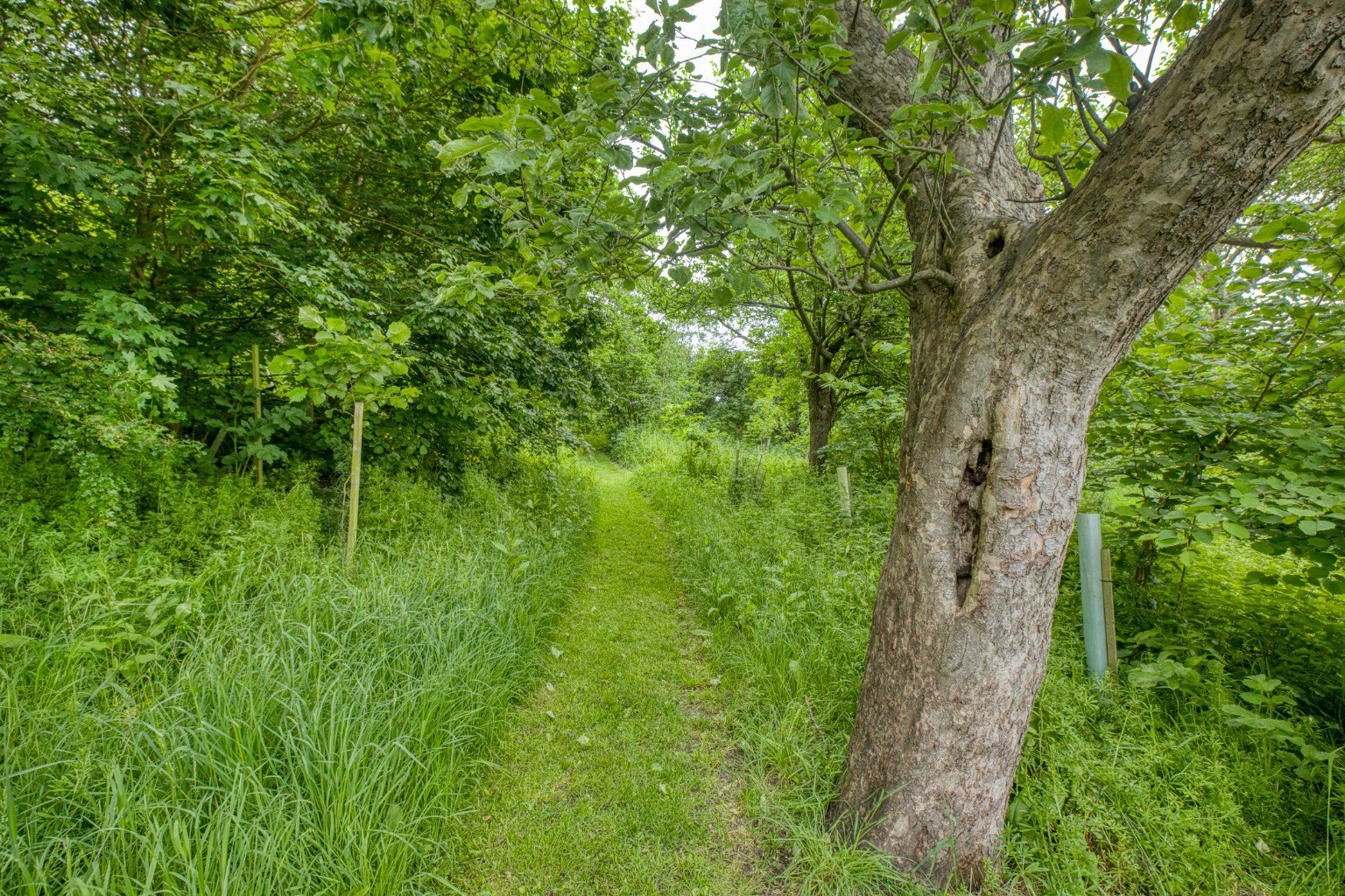 The Roman Way - with stunning garden, orchard and woodland in Glastonbury, photo 35
