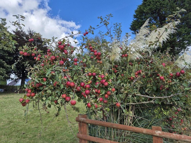 Manordeilo, Llandeilo, Carmarthenshire., photo 26