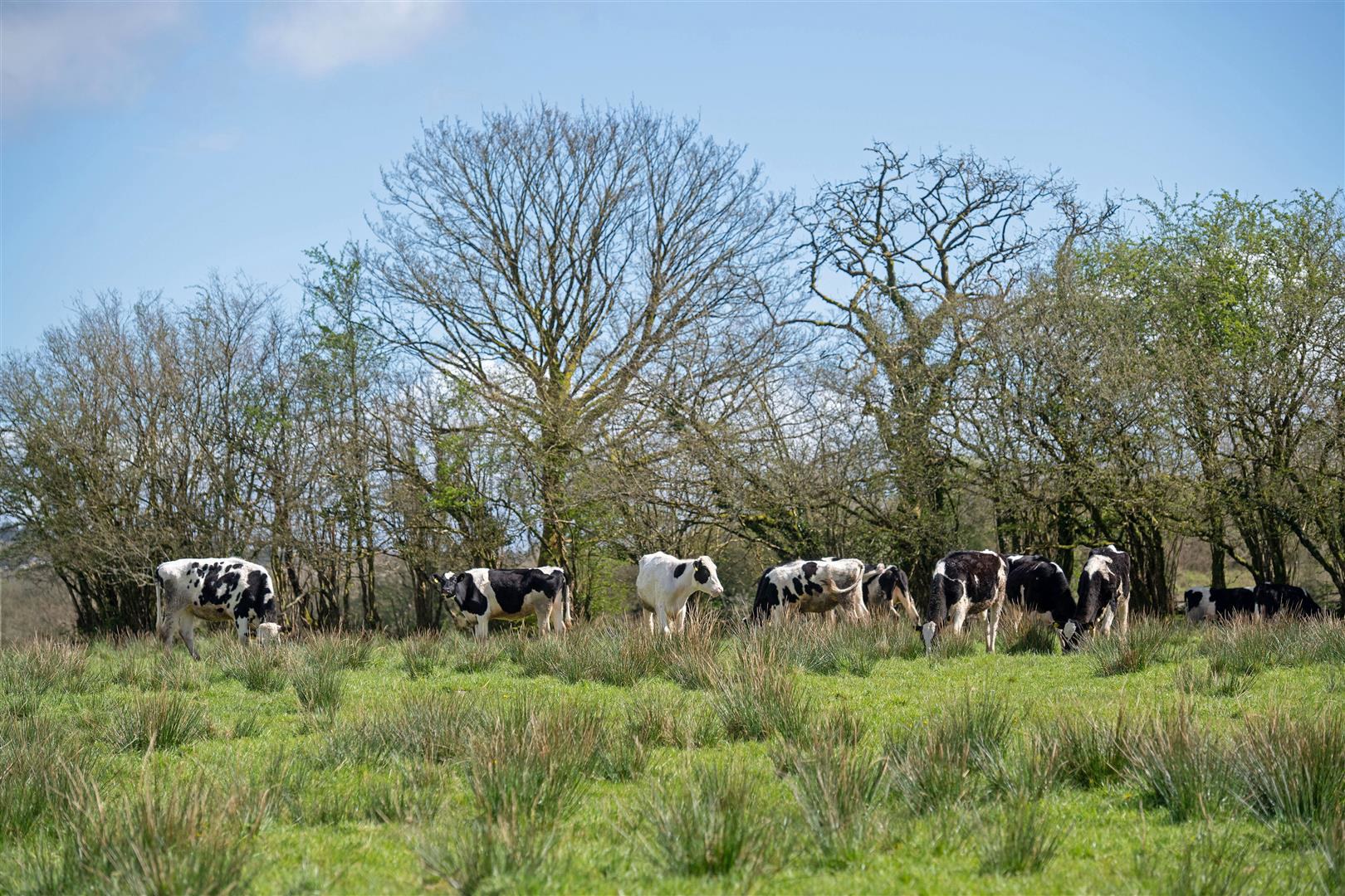 Heol Ddu Farm, Cefneithin, Llanelli, photo 36