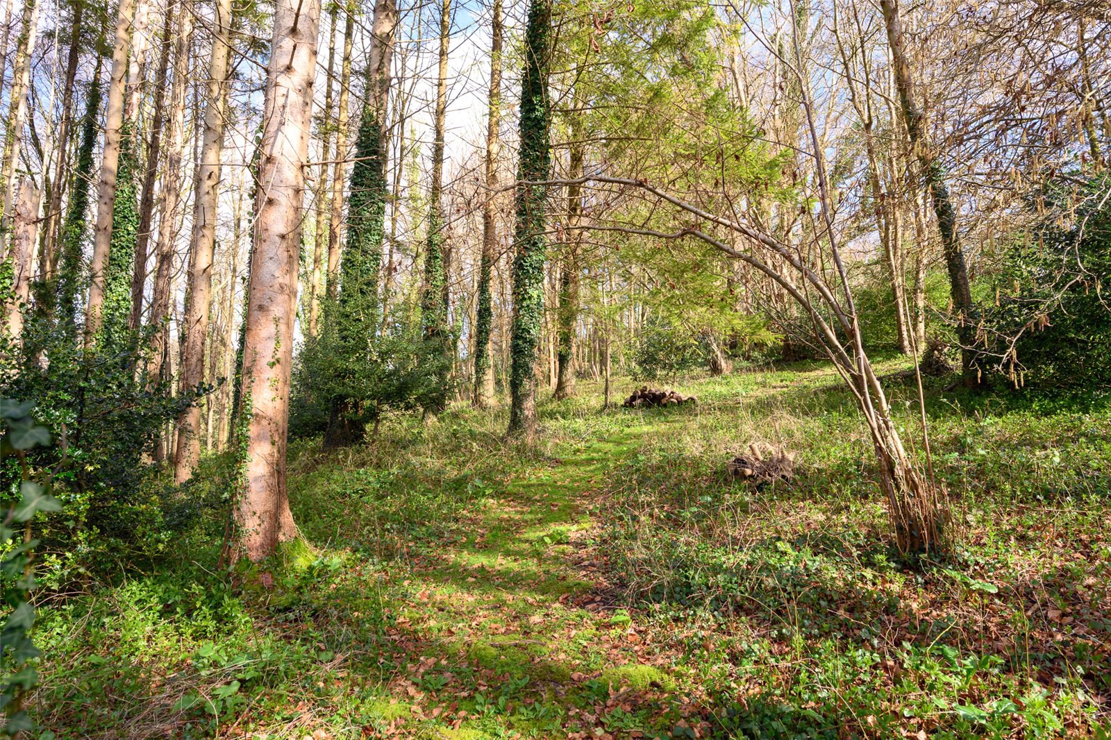Pond Head, Milton Abbas, Blandford Forum, Dorset, DT11, photo 26
