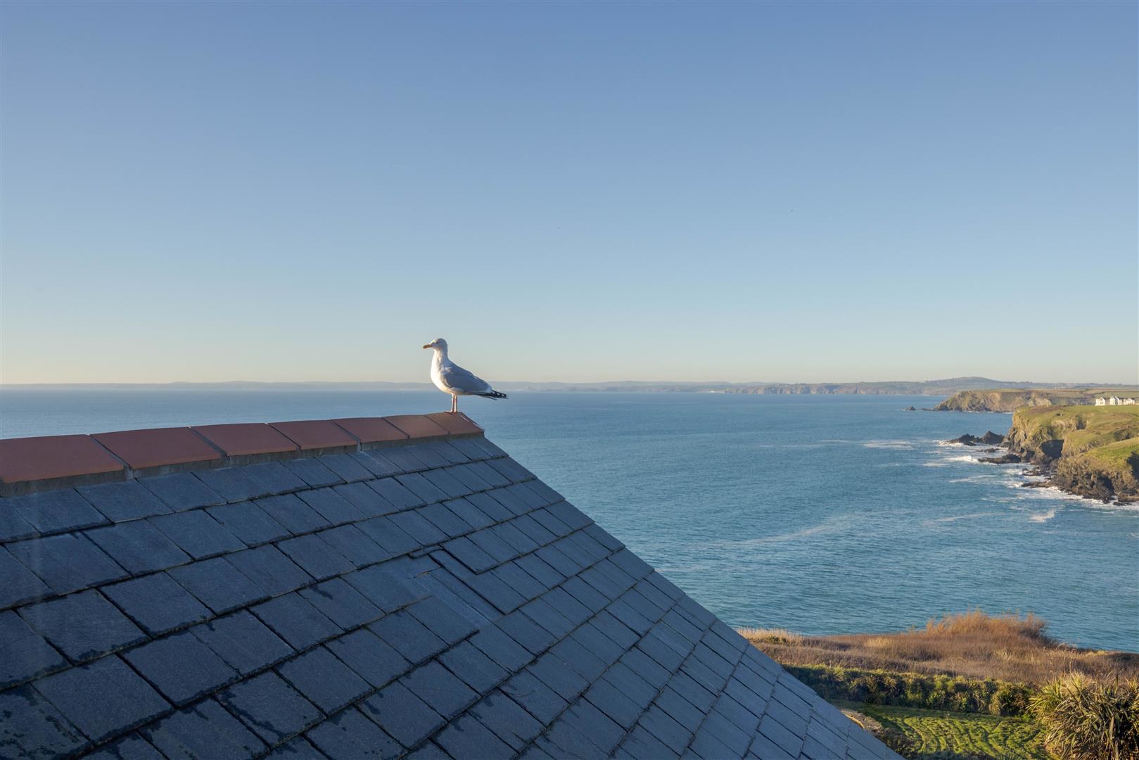 Polurrian Cliff | Lizard Peninsula, photo 38
