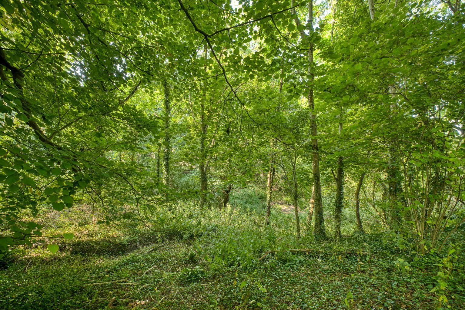 Manor house with circa 26 acres, a mile from Wells, photo 38