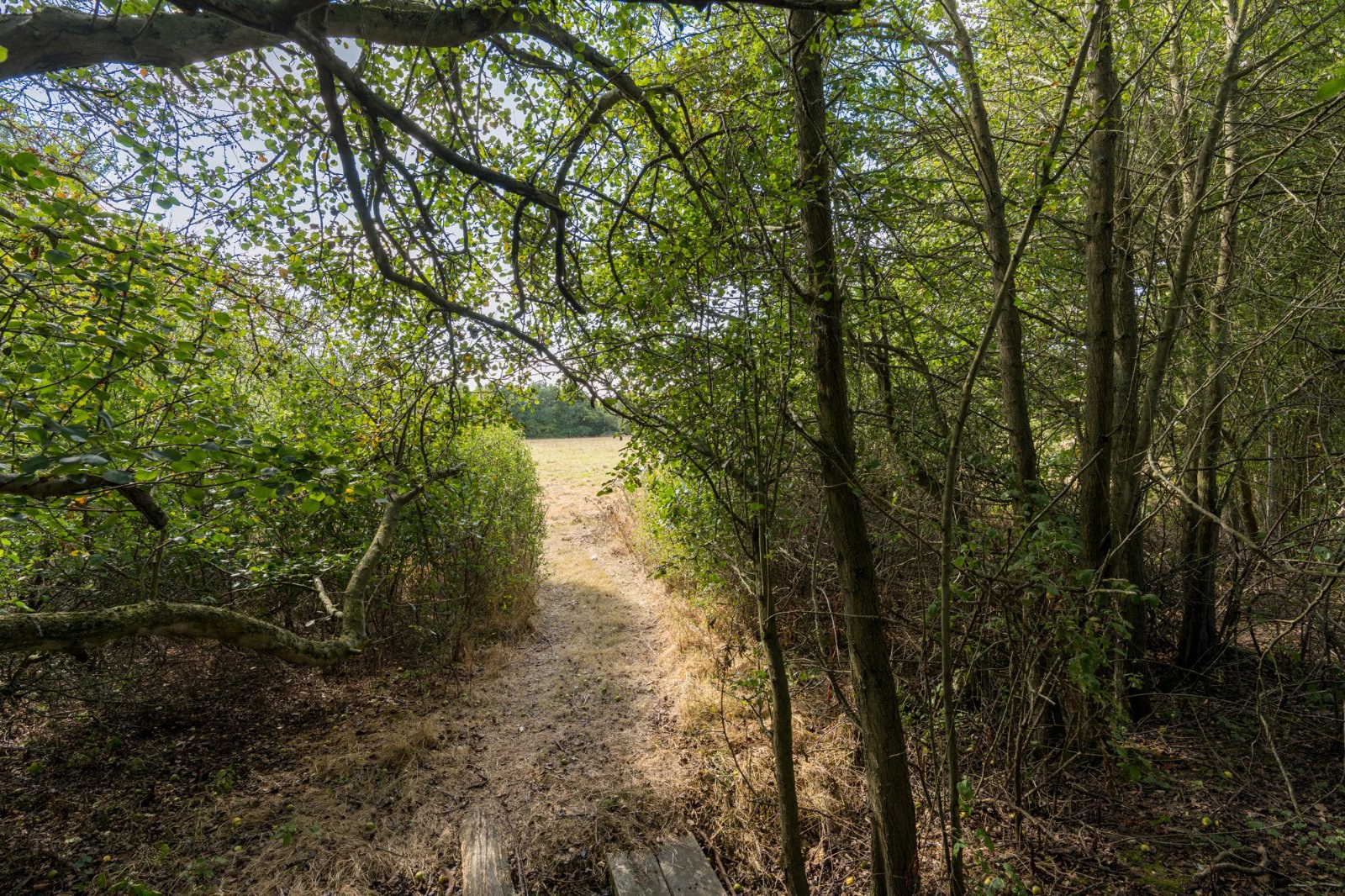 Little Ditches, London Road, Little Clacton, Essex, CO16, photo 35