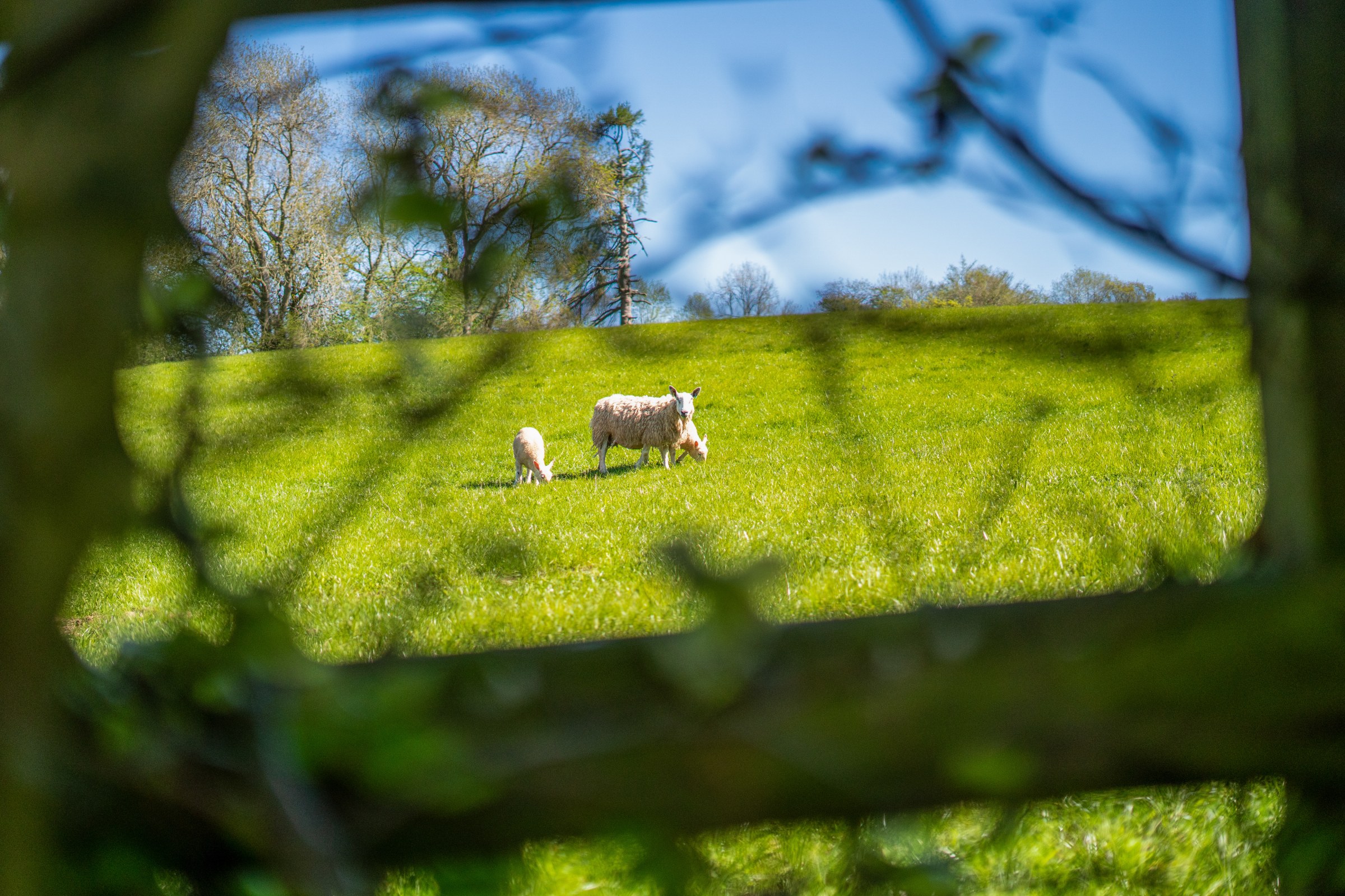 Haytons Bent, Ludlow, SY8, photo 49