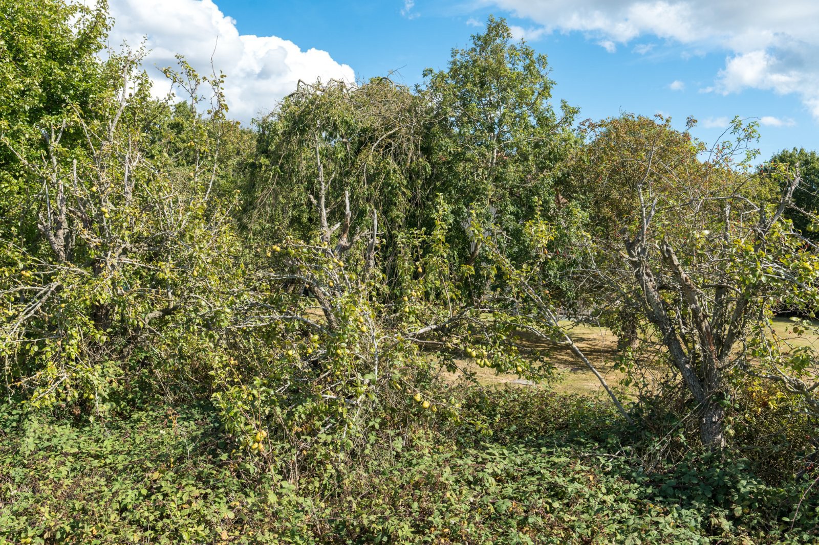 Little Ditches, London Road, Little Clacton, Essex, CO16, photo 38