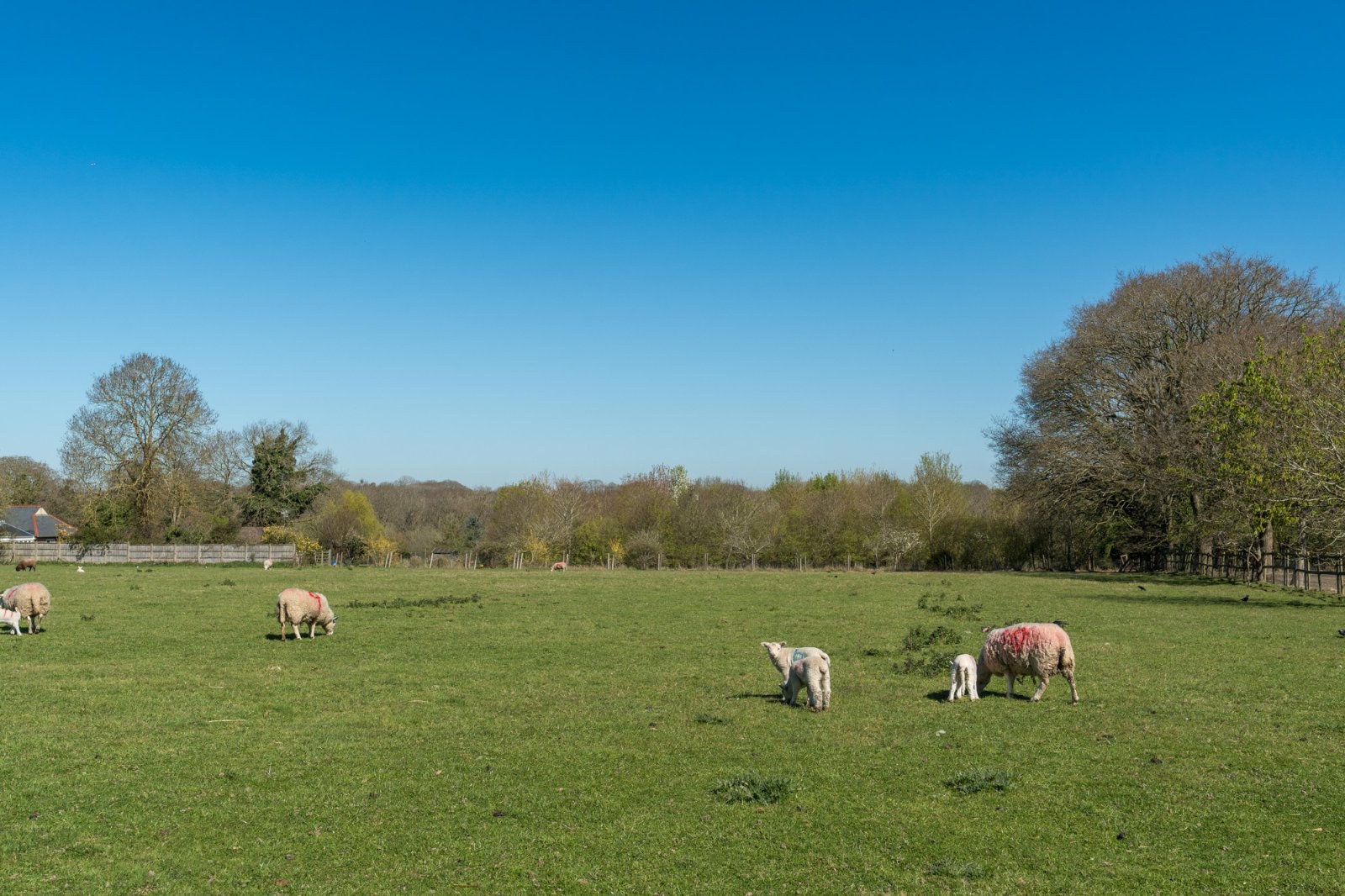 Abberton Road, Layer-De-La-Haye, Colchester, Essex, CO2, photo 38