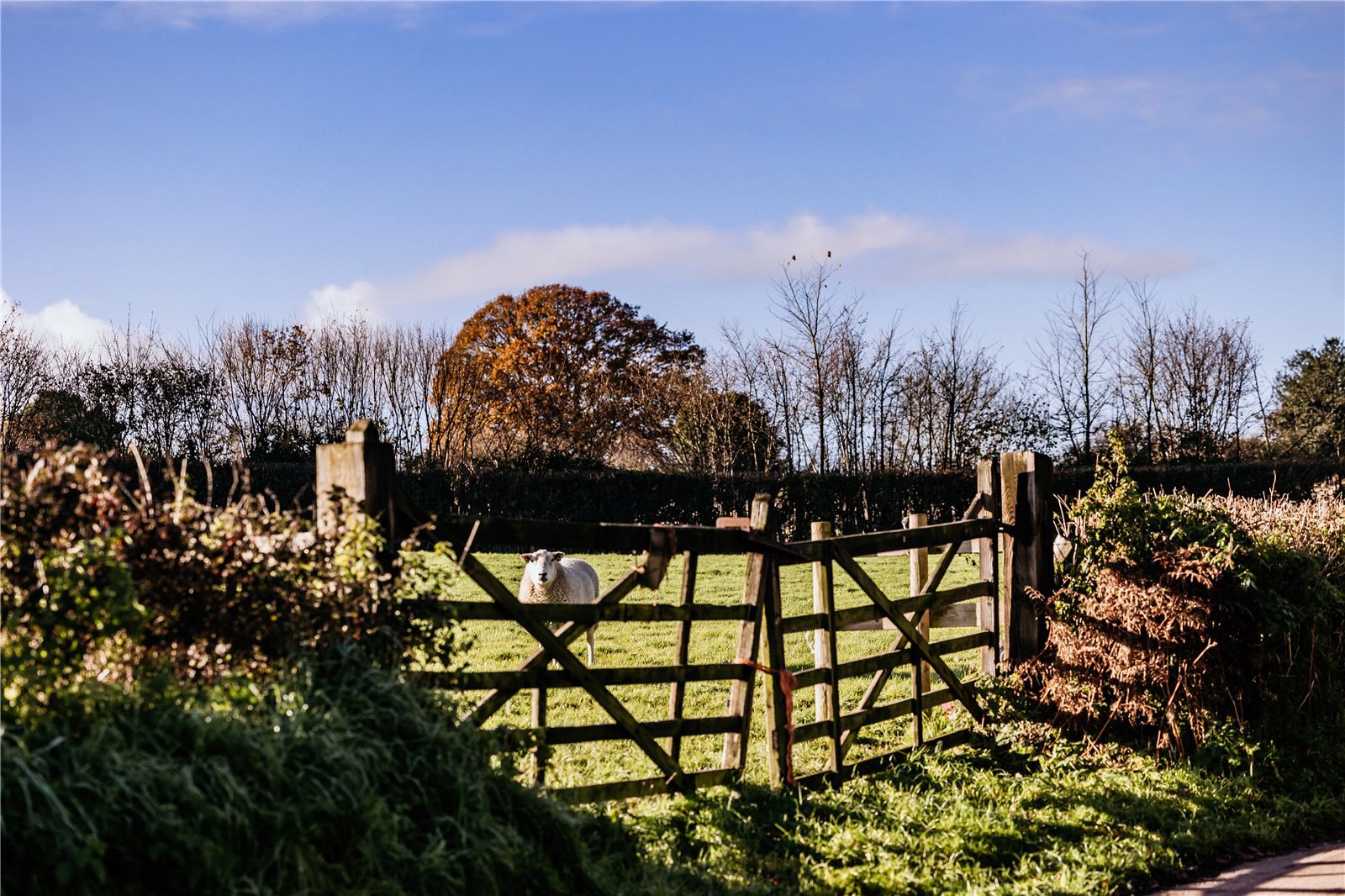 Waterleat Gardens, Newton Poppleford, Sidmouth, Devon, EX10, photo 6